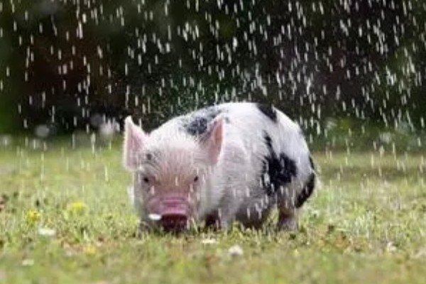 猪被雨淋了有没有事，有可能会生病