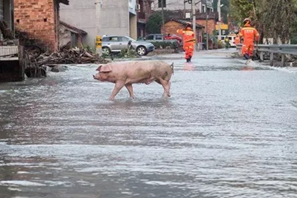 猪被雨淋了有没有事，有可能会生病