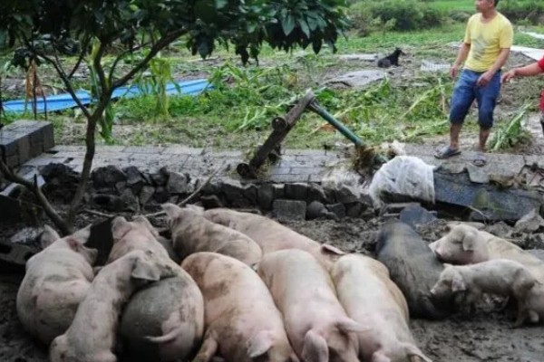 猪被雨淋了有没有事，有可能会生病