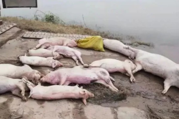 猪被雨淋了有没有事，有可能会生病