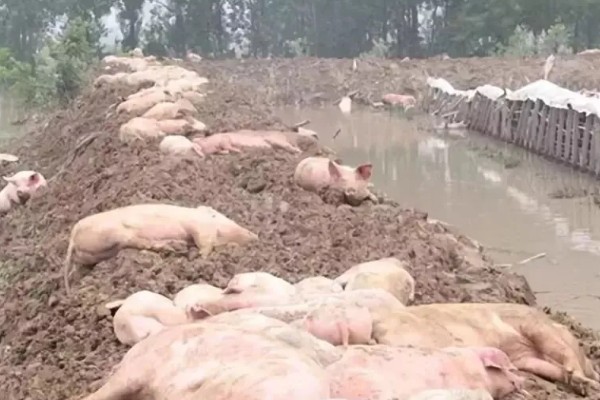 猪被雨淋了有没有事，有可能会生病