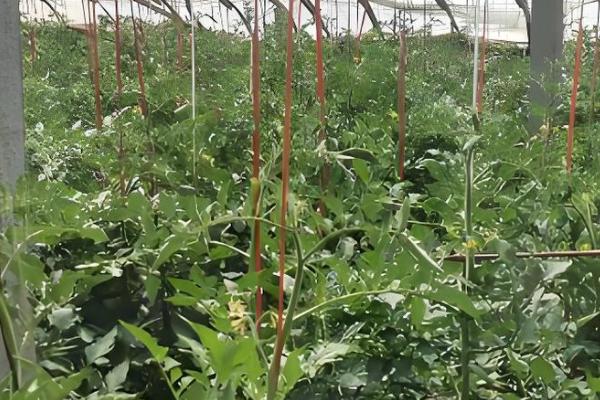 氯溴异氰尿酸的用量，取决于作物的类型