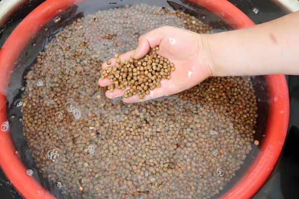 氯溴异氰尿酸的用量，取决于作物的类型