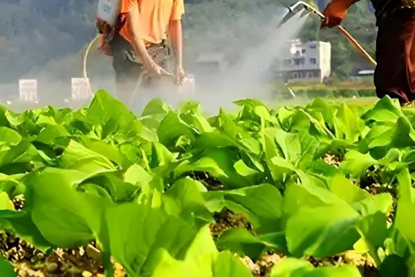 氯溴异氰尿酸的用量，取决于作物的类型