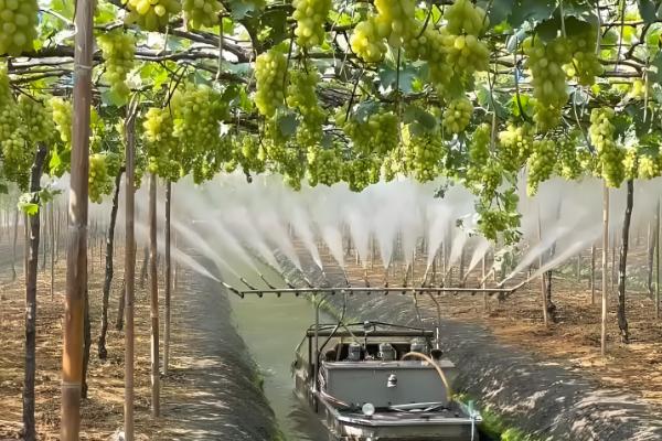 氯溴异氰尿酸的用量，取决于作物的类型