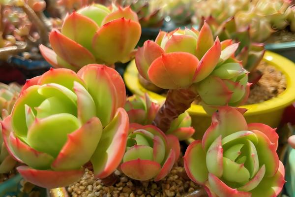 碧桃的花语,花语是爱情的俘虏