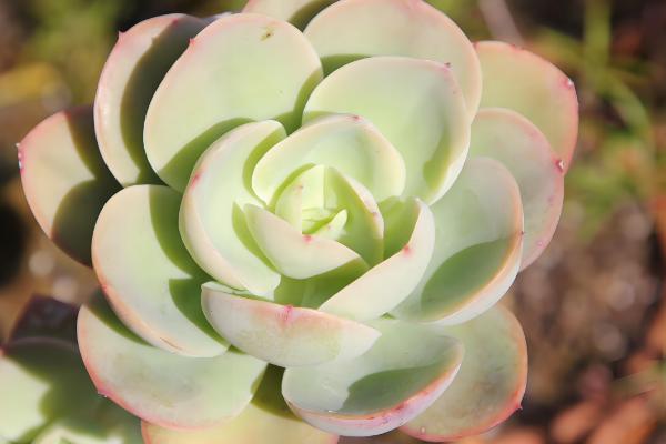 碧桃的花语,花语是爱情的俘虏