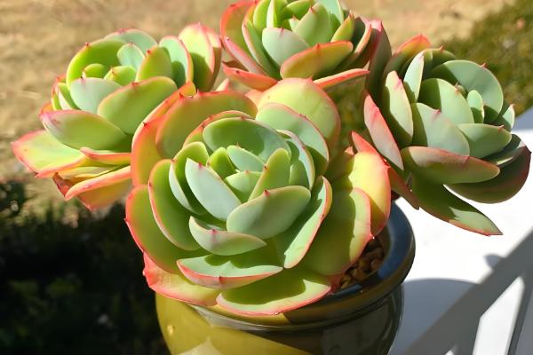 碧桃的花语,花语是爱情的俘虏