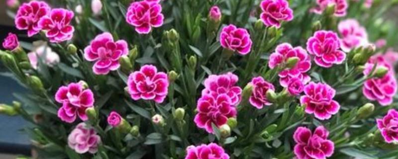 石竹初吻怎么养殖，生长期间每隔10天浇一次水