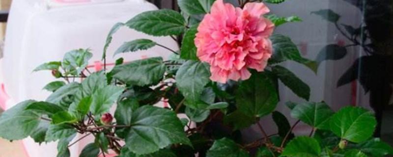 芙蓉花不适合养在家里的原因，光照条件和通风性较差