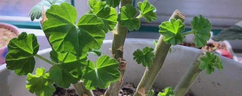 天竺葵如何修剪,要根据植株生长高度而定