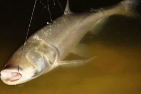 夜钓鲢鳙钓底还是钓浮,一般是钓底