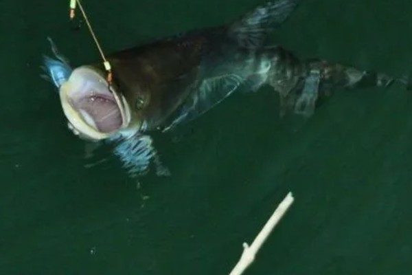 夜钓鲢鳙钓底还是钓浮,一般是钓底