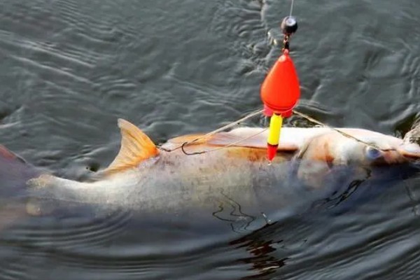 夜钓鲢鳙钓底还是钓浮,一般是钓底