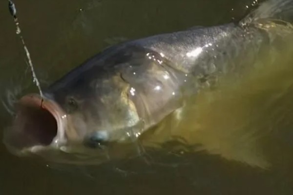夜钓鲢鳙钓底还是钓浮,一般是钓底
