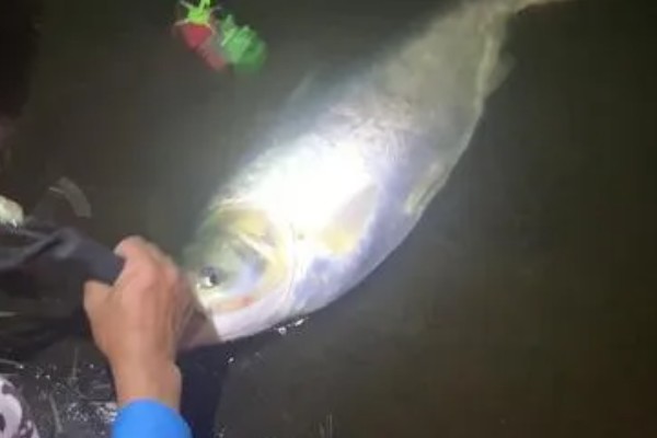 夜钓鲢鳙钓底还是钓浮,一般是钓底