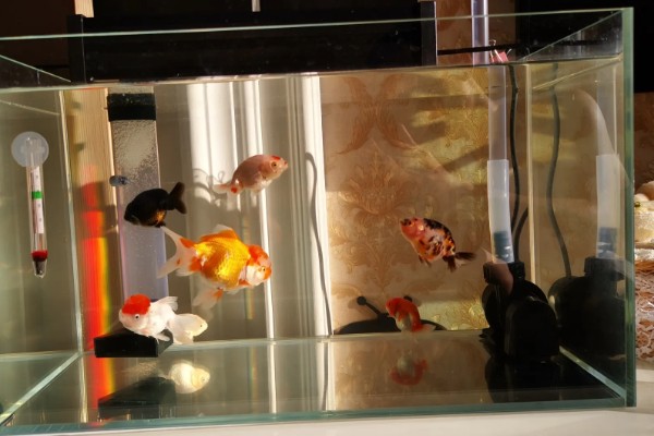 养兰寿金鱼应该用什么过滤,周转箱、滴滤、下滤均可使用