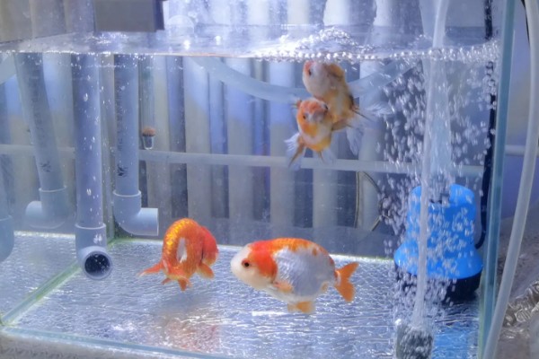 养兰寿金鱼应该用什么过滤,周转箱、滴滤、下滤均可使用