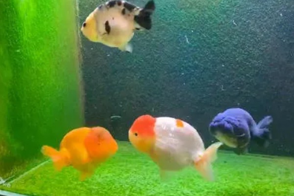 养兰寿金鱼应该用什么过滤,周转箱、滴滤、下滤均可使用