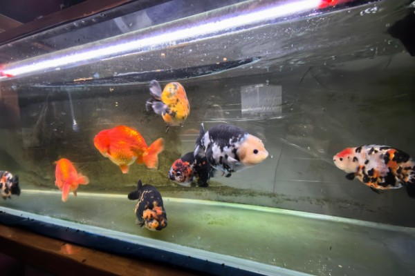 养兰寿金鱼应该用什么过滤,周转箱、滴滤、下滤均可使用