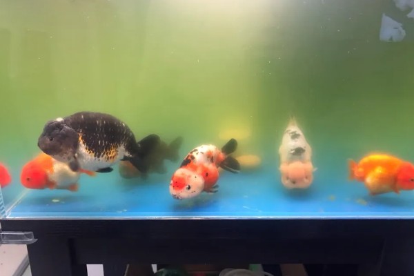 养兰寿金鱼应该用什么过滤,周转箱、滴滤、下滤均可使用