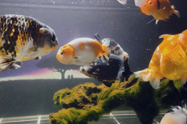 养兰寿金鱼应该用什么过滤,周转箱、滴滤、下滤均可使用