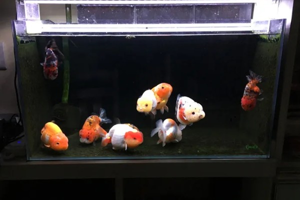 养兰寿金鱼应该用什么过滤,周转箱、滴滤、下滤均可使用