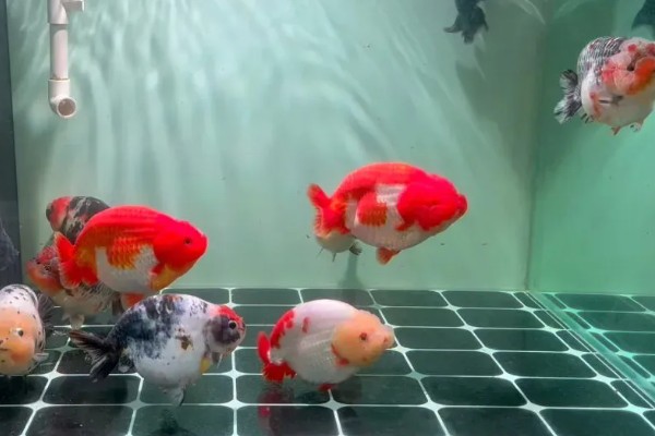 养兰寿金鱼应该用什么过滤,周转箱、滴滤、下滤均可使用