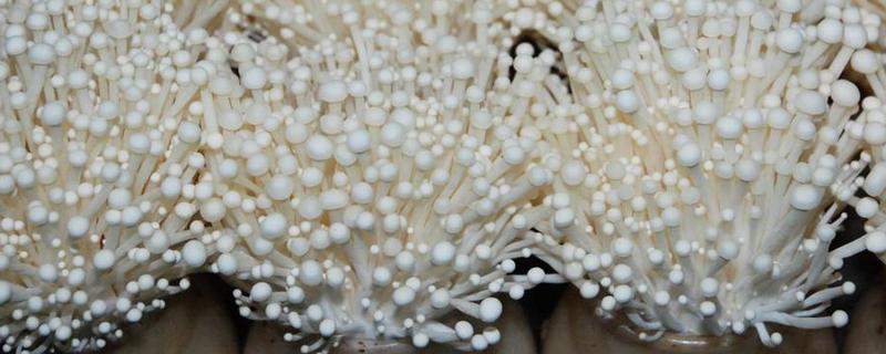 金针菇家庭培育方式，先将根部切除