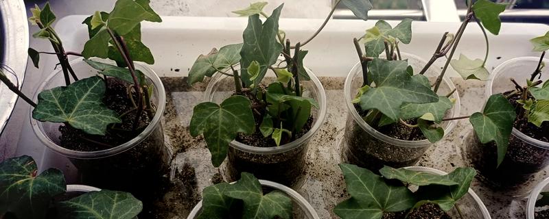 常春藤如何扦插，第一步就是选择比较健壮的插条