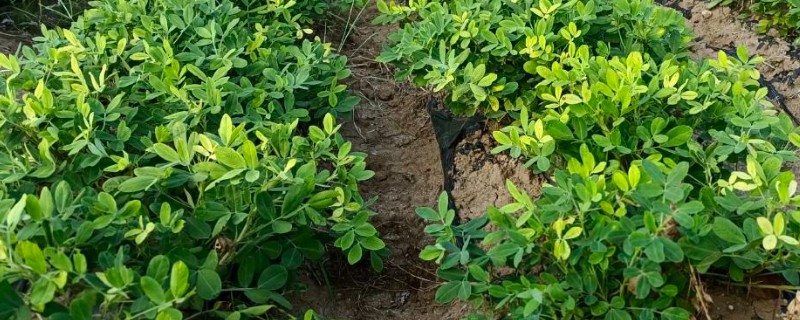 花生的种植注意事项，要注意选种和处理种子