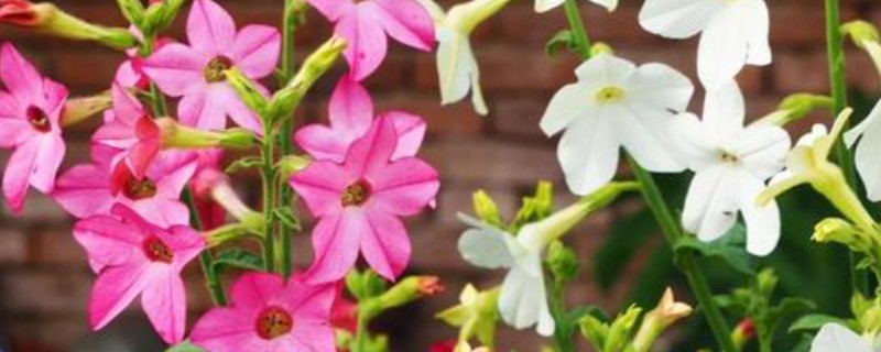 花烟草的播种时间，一般在1-2月份播种