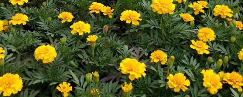 孔雀草的浇水方法，浇水时间为早上10点左右