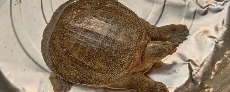 甲鱼幼苗到成年甲鱼要多久,通常需要3-5年的时间