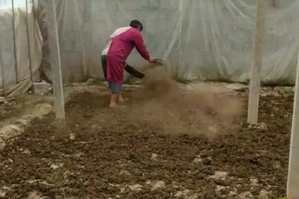 厩肥施用注意事项,首先要看作物种类