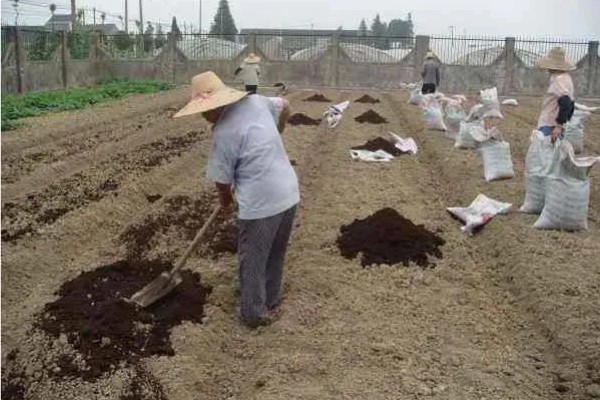 厩肥施用注意事项,首先要看作物种类