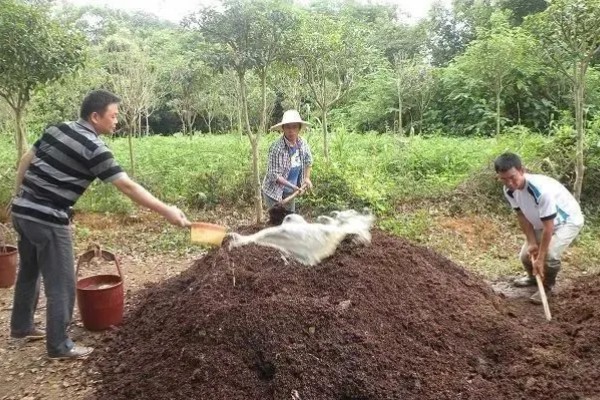 厩肥施用注意事项,首先要看作物种类