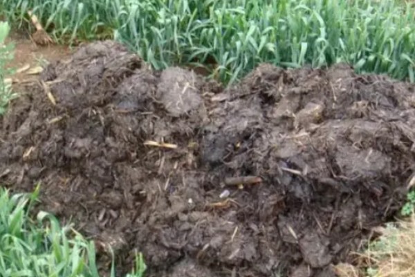 厩肥施用注意事项,首先要看作物种类