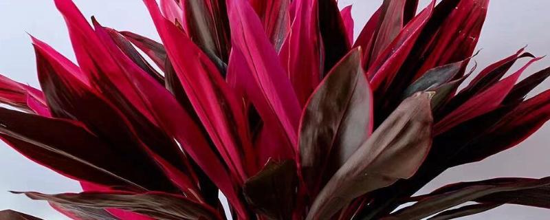 红朱蕉的水培方法,每隔1周换一次水