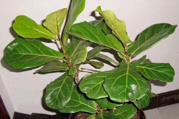为什么琴叶榕不长新叶，可能是天气原因所致