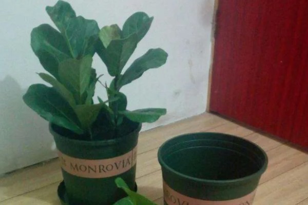 为什么琴叶榕不长新叶，可能是天气原因所致