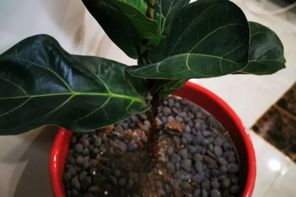 为什么琴叶榕不长新叶，可能是天气原因所致