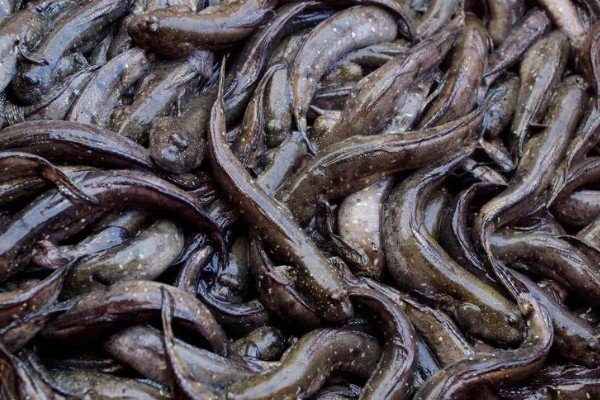 泥鳅有没有鳞片,鳞片埋藏在皮肤下