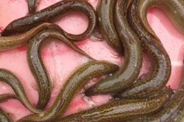 泥鳅有没有鳞片,鳞片埋藏在皮肤下