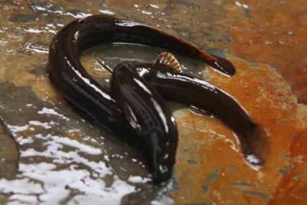 泥鳅有没有鳞片,鳞片埋藏在皮肤下