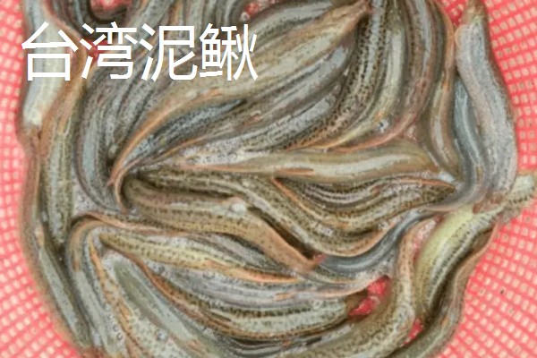 泥鳅有没有鳞片,鳞片埋藏在皮肤下