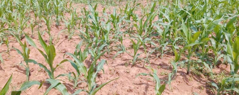 玉米增产的方式,一定要适时早播