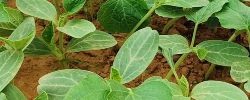 葫芦怎么育苗，播种后将温度控制在25℃左右