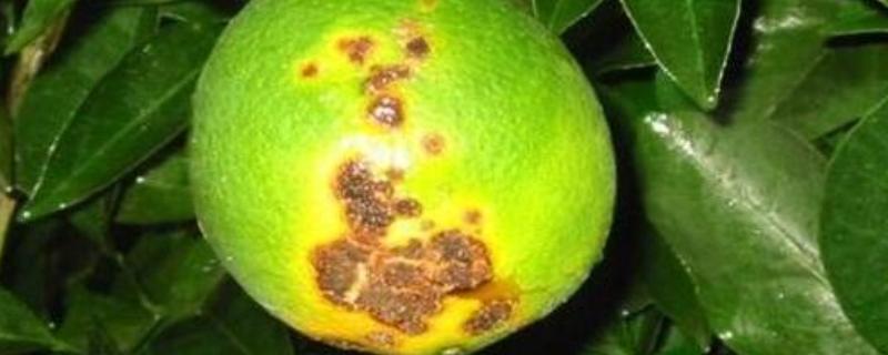 柠檬的常见病害,有蒂腐病、黑腐病等