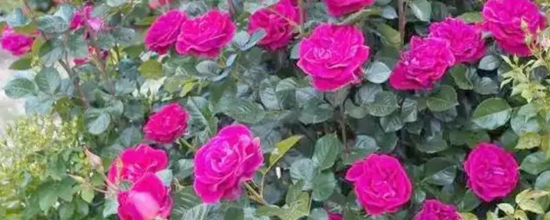 红色月季有什么花语,代表热情热恋、友谊长存等含义